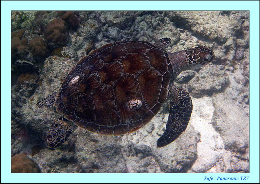 2011 - 08 - Borneo - Mataking 19